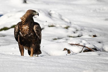 Karda görkemli bir altın kartal