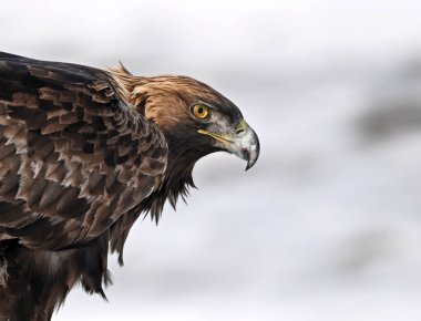 Karda görkemli bir altın kartal