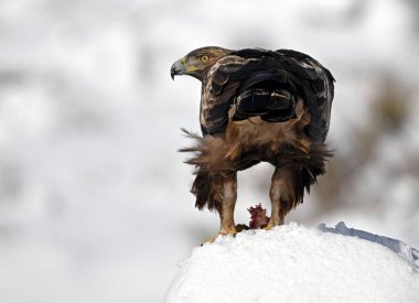 Karda görkemli bir altın kartal