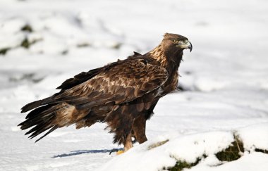 Karda görkemli bir altın kartal
