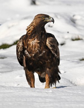 Karda görkemli bir altın kartal