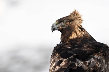 Karda görkemli bir altın kartal