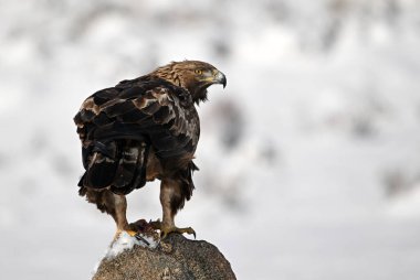 Karda görkemli bir altın kartal