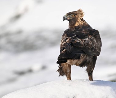 Karda görkemli bir altın kartal