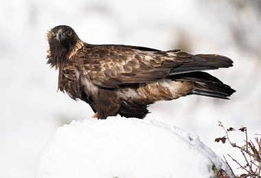 Karda görkemli bir altın kartal