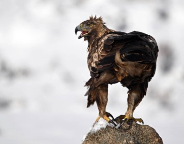 Karda görkemli bir altın kartal