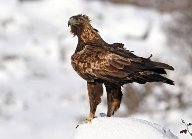 Karda görkemli bir altın kartal