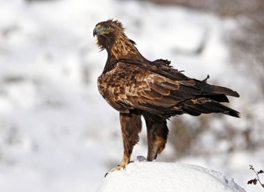 Karda görkemli bir altın kartal