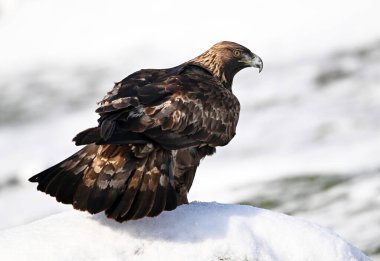 Karda görkemli bir altın kartal