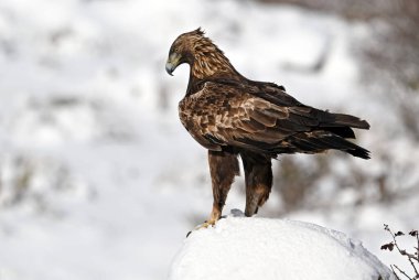 Karda görkemli bir altın kartal