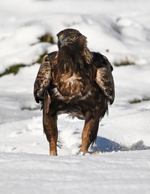 Karda görkemli bir altın kartal