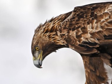 Karda görkemli bir altın kartal