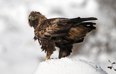 Karda görkemli bir altın kartal