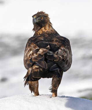 Karda görkemli bir altın kartal