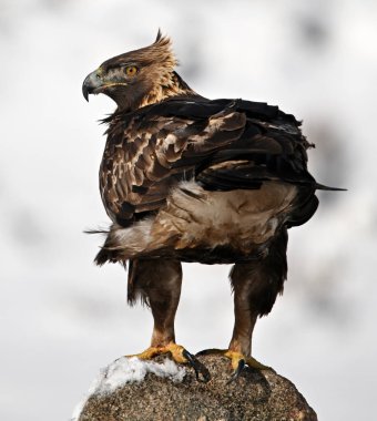 Karda görkemli bir altın kartal