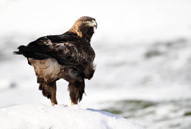 Karda görkemli bir altın kartal