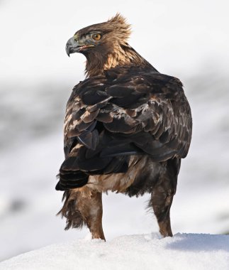 Karda görkemli bir altın kartal