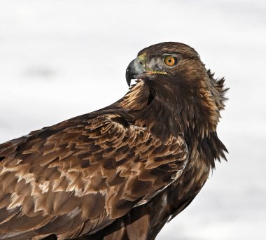 Karda görkemli bir altın kartal