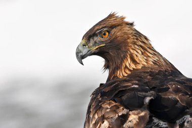 Karda görkemli bir altın kartal