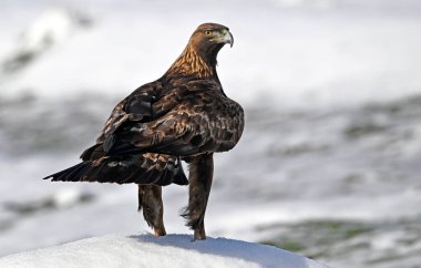 Karda görkemli bir altın kartal