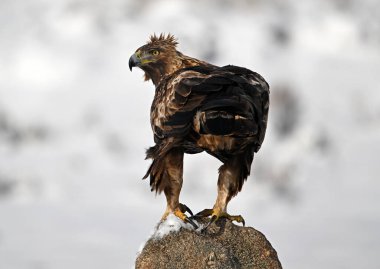 Karda görkemli bir altın kartal