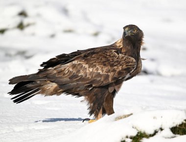 Karda görkemli bir altın kartal