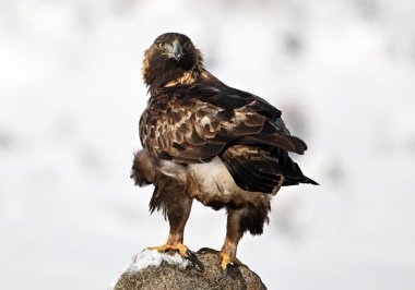 Karda görkemli bir altın kartal