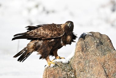 Karda görkemli bir altın kartal