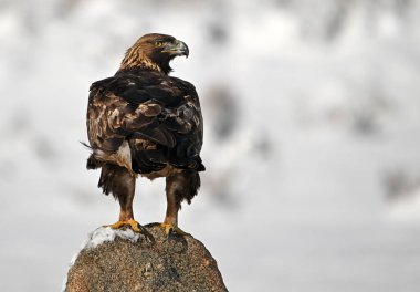 Karda görkemli bir altın kartal