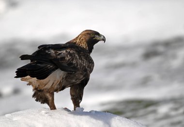 Karda görkemli bir altın kartal