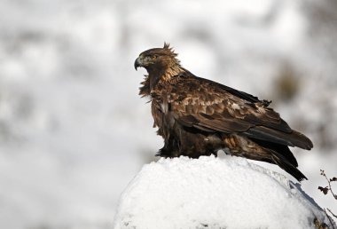 Karda görkemli bir altın kartal