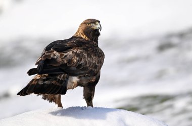 Karda görkemli bir altın kartal