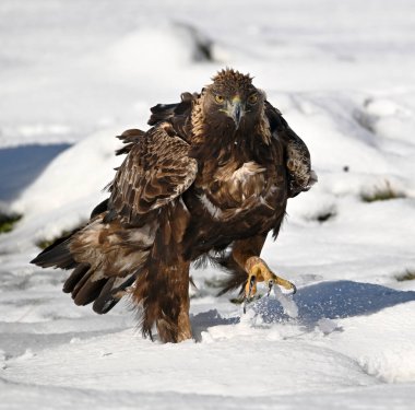 Karda görkemli bir altın kartal