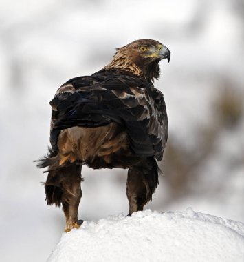 Karda görkemli bir altın kartal