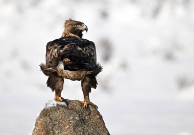 Karda görkemli bir altın kartal