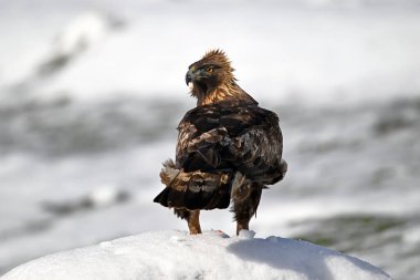 Karda görkemli bir altın kartal