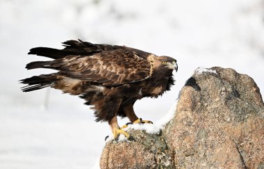 Karda görkemli bir altın kartal