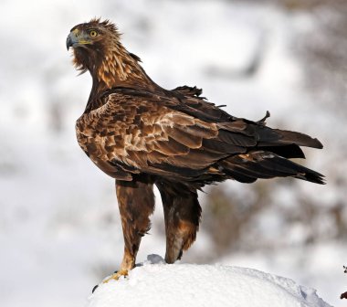 Karda görkemli bir altın kartal