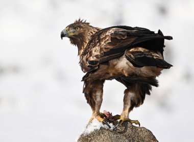 Karda görkemli bir altın kartal