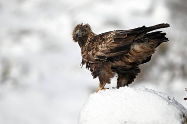 Karda görkemli bir altın kartal