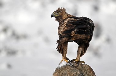 Karda görkemli bir altın kartal