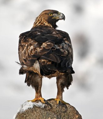 Karda görkemli bir altın kartal