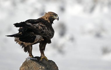 Karda görkemli bir altın kartal