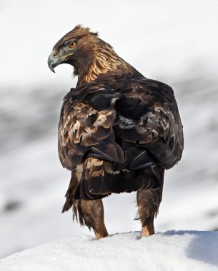 Karda görkemli bir altın kartal