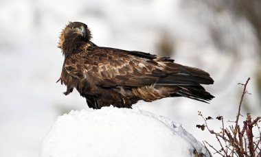 Karda görkemli bir altın kartal
