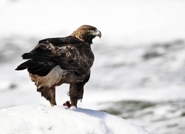 Karda görkemli bir altın kartal