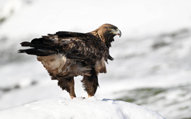 Karda görkemli bir altın kartal