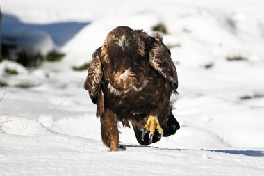Karda görkemli bir altın kartal