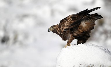 Karda görkemli bir altın kartal