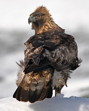 Karda görkemli bir altın kartal